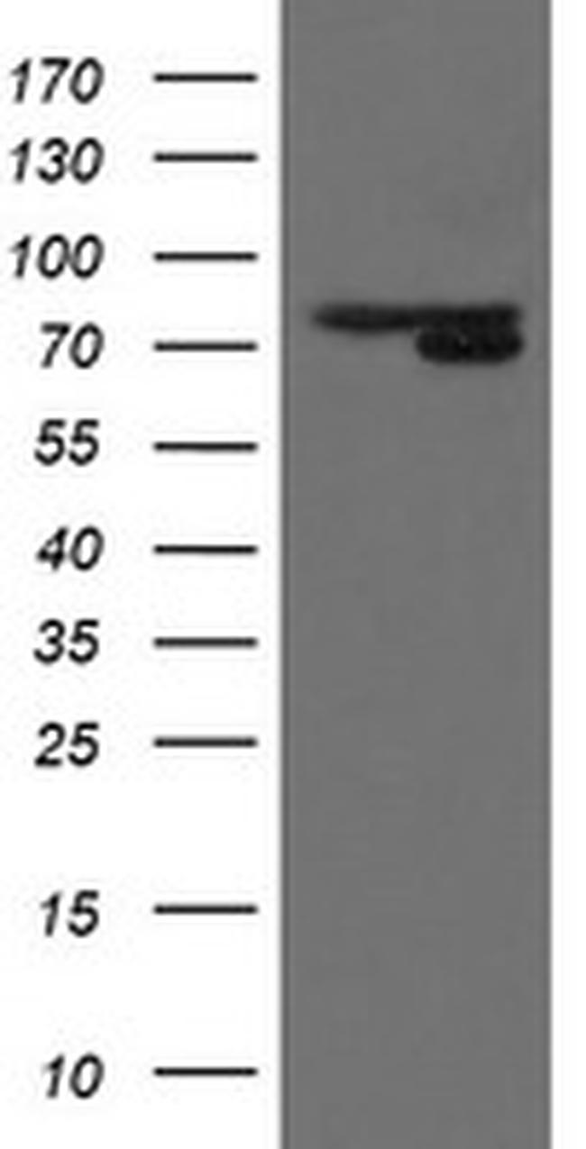 MIPEP Antibody in Western Blot (WB)