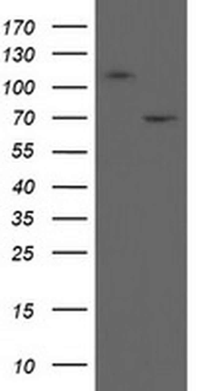 MIPEP Antibody in Western Blot (WB)