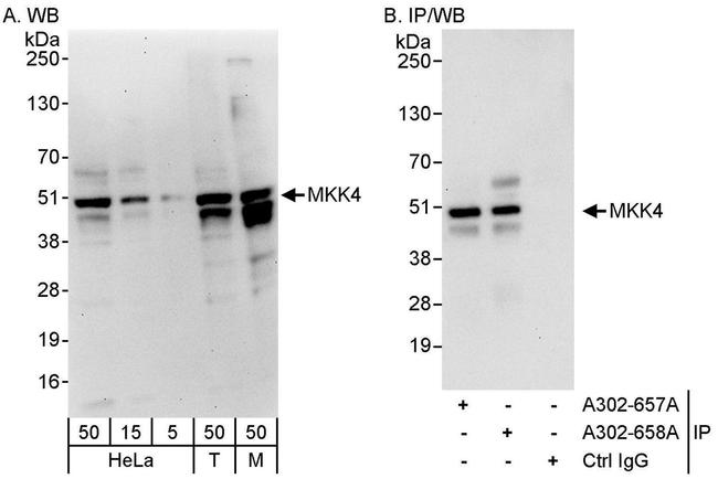 MKK4 Antibody in Western Blot (WB)