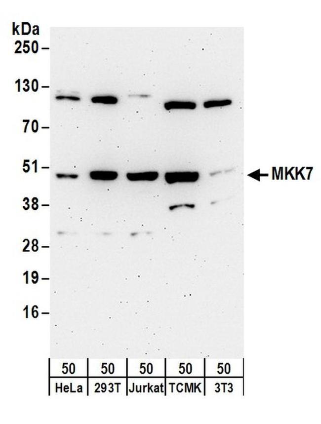 MKK7 Antibody in Western Blot (WB)