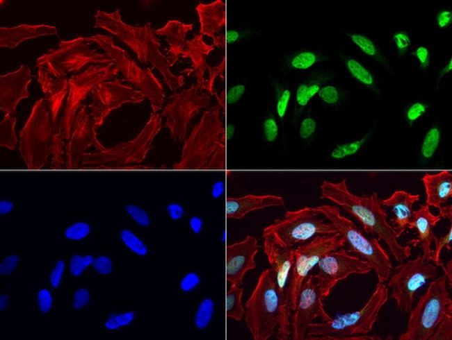 MLH1 Antibody in Immunocytochemistry (ICC/IF)