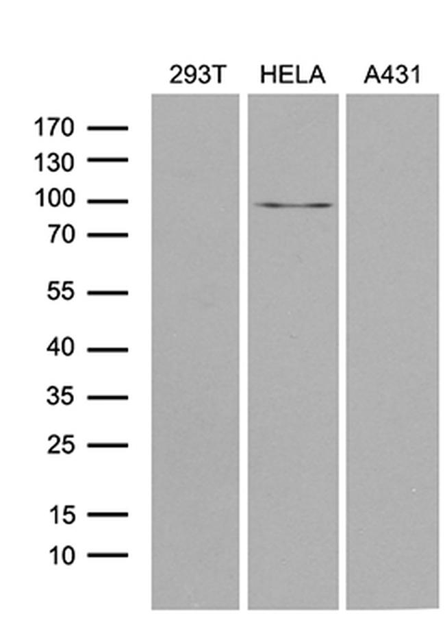 MLH1 Antibody in Western Blot (WB)