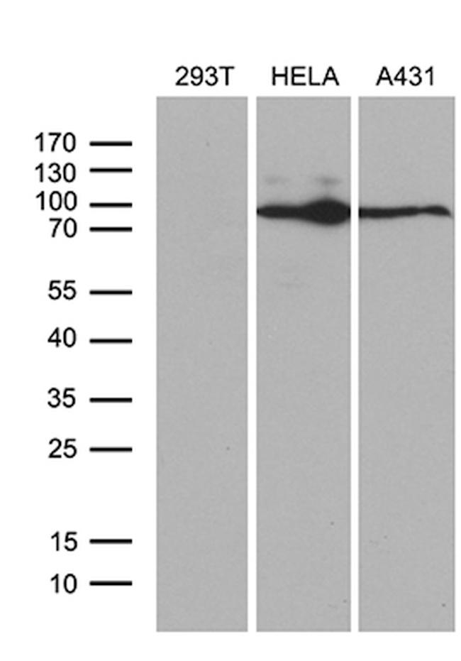 MLH1 Antibody in Western Blot (WB)