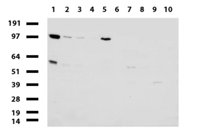 MLH1 Antibody in Western Blot (WB)