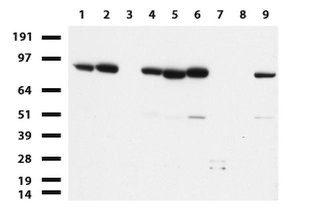 MLH1 Antibody in Western Blot (WB)