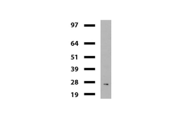 MLH1 Antibody in Western Blot (WB)