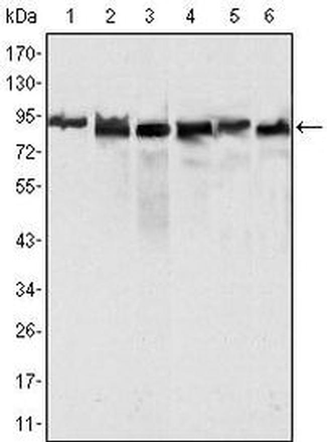 MLH1 Antibody in Western Blot (WB)