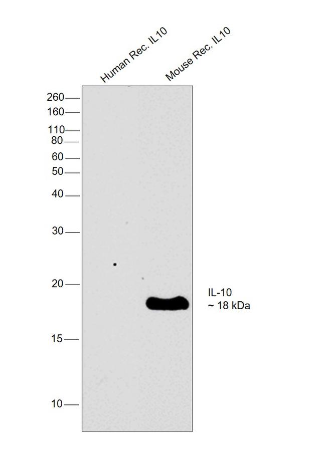 IL-10 Antibody in Western Blot (WB)