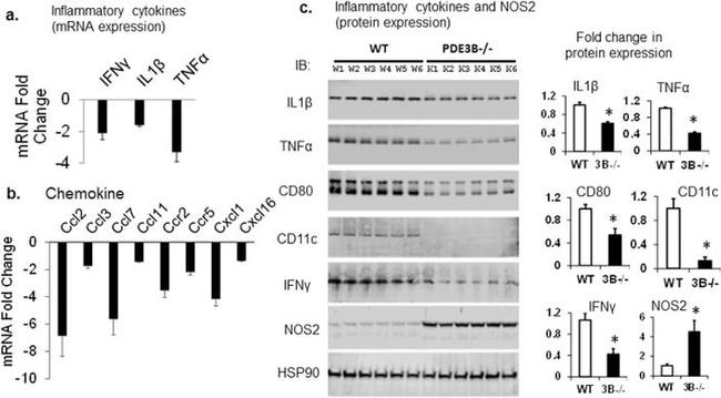 IFN gamma Antibody in Western Blot (WB)