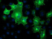 MMAB Antibody in Immunocytochemistry (ICC/IF)