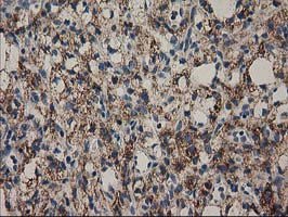 MMAB Antibody in Immunohistochemistry (Paraffin) (IHC (P))