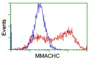 MMACHC Antibody in Flow Cytometry (Flow)