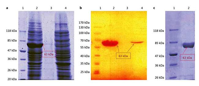 6x-His Tag Antibody in Western Blot (WB)