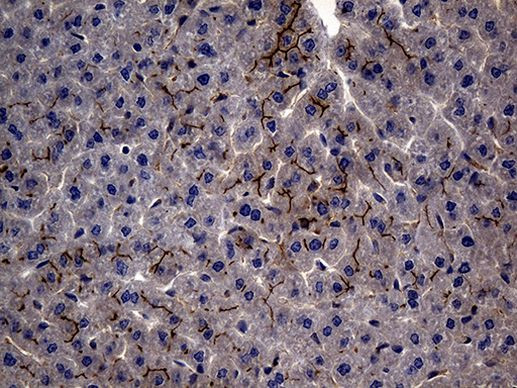 MME Antibody in Immunohistochemistry (Paraffin) (IHC (P))