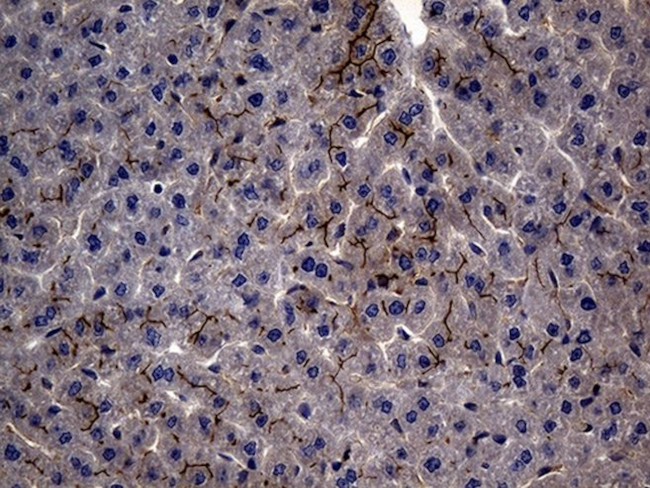 MME Antibody in Immunohistochemistry (Paraffin) (IHC (P))