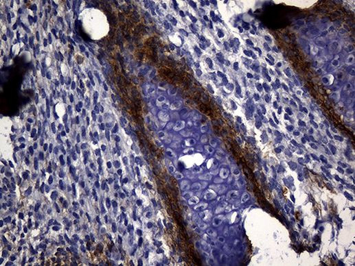 MME Antibody in Immunohistochemistry (Paraffin) (IHC (P))