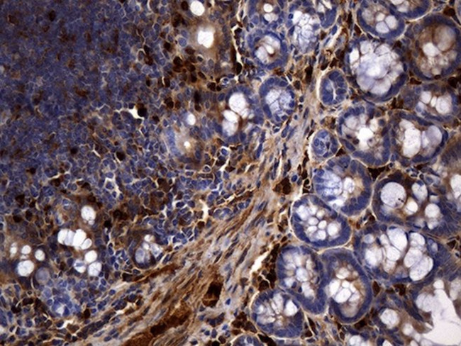 MME Antibody in Immunohistochemistry (Paraffin) (IHC (P))