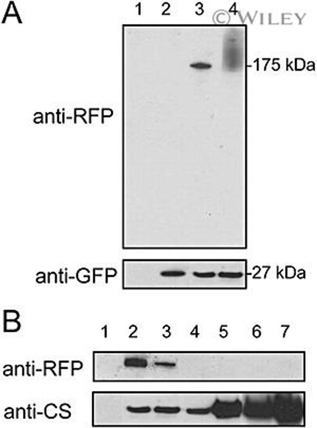 GFP Antibody in Western Blot (WB)