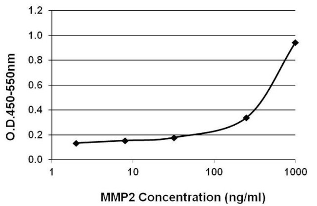 MMP2 Antibody in ELISA (ELISA)