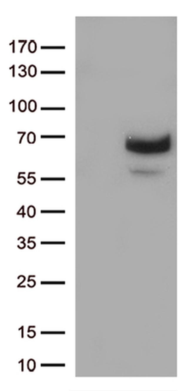 MMP2 Antibody in Western Blot (WB)