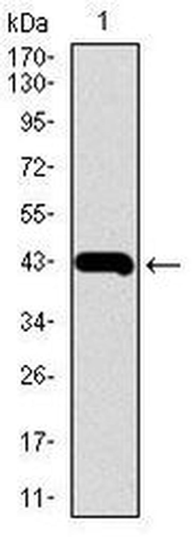 MMP2 Antibody in Western Blot (WB)