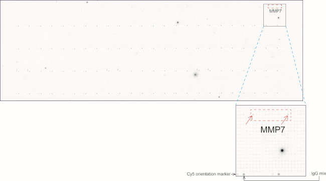 MMP7 Antibody in Peptide array (ARRAY)