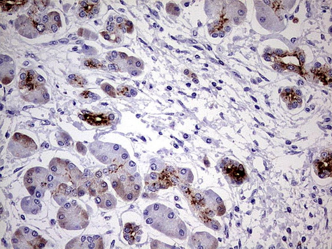 MMP7 Antibody in Immunohistochemistry (Paraffin) (IHC (P))