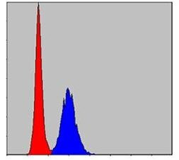 MMP9 Antibody in Flow Cytometry (Flow)