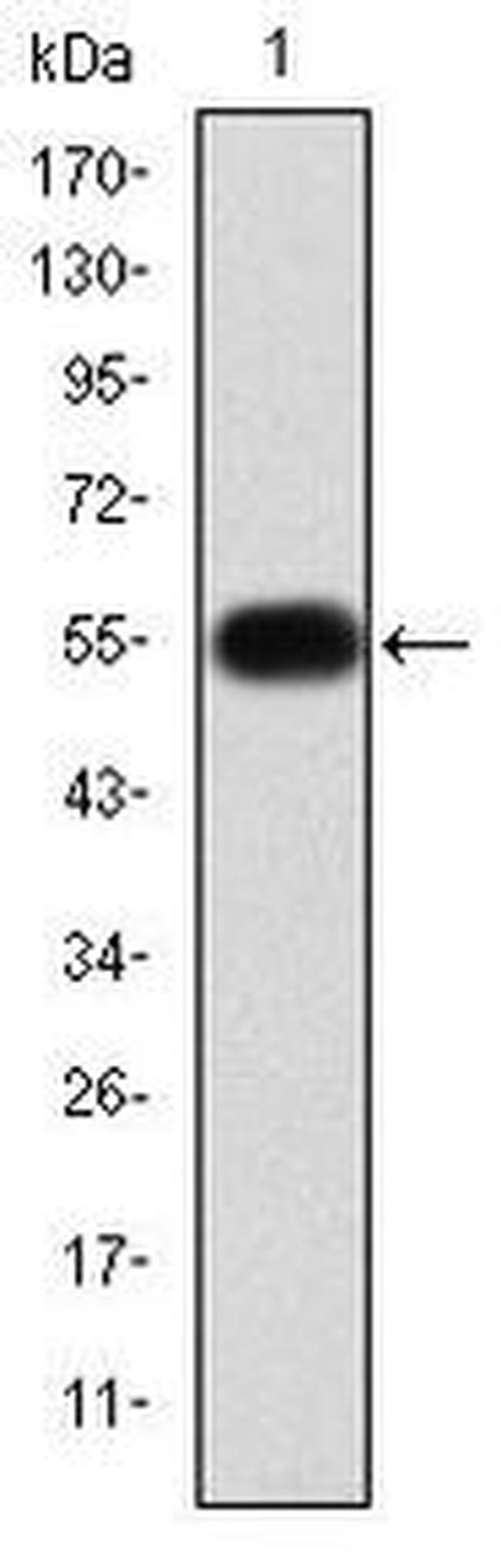 MMP9 Antibody in Western Blot (WB)