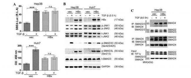 Phospho-SMAD3 (Ser213) Antibody in Western Blot (WB)