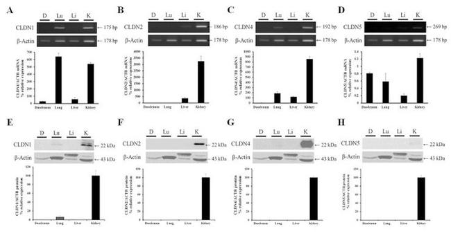 Claudin 1 Antibody in Western Blot (WB)