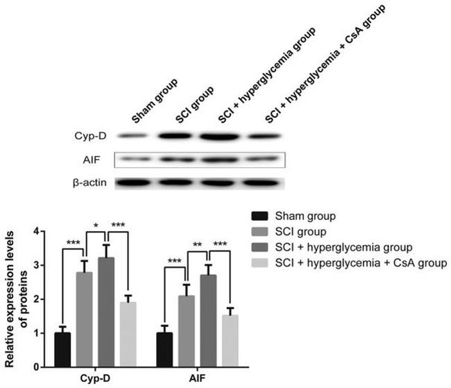 Cyclophilin F Antibody in Western Blot (WB)