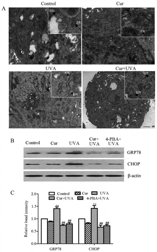 CHOP Antibody in Western Blot (WB)