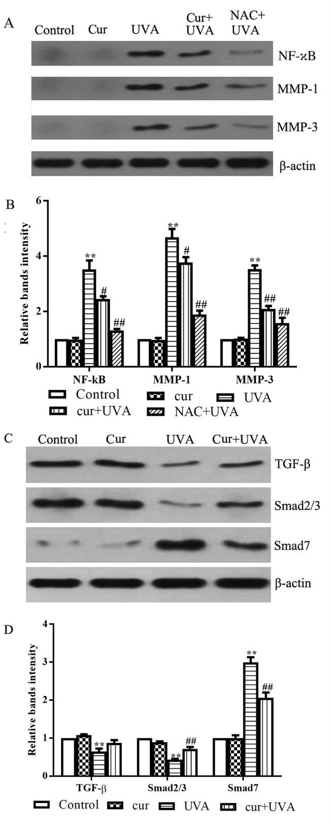 SMAD7 Antibody in Western Blot (WB)