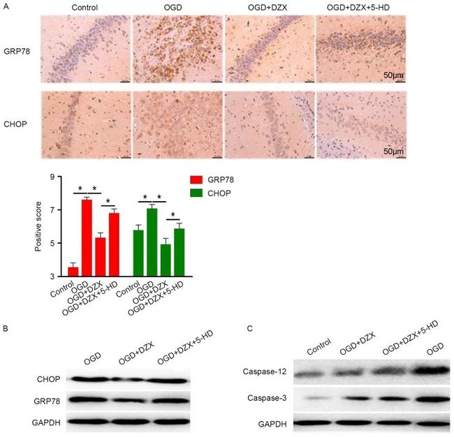 Caspase 12 Antibody in Western Blot (WB)