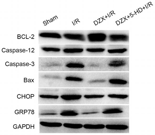 Caspase 12 Antibody in Western Blot (WB)