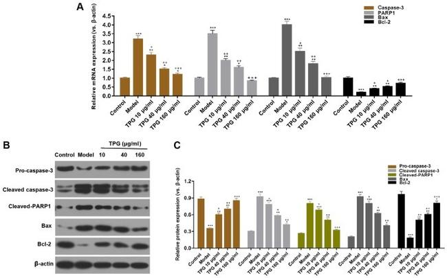 Bax Antibody in Western Blot (WB)