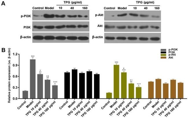 Phospho-VPS34 (Ser676) Antibody in Western Blot (WB)