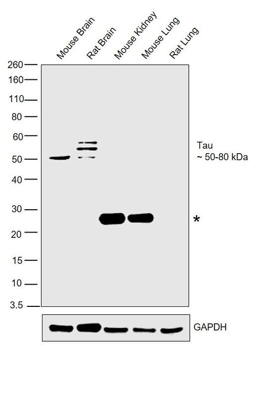 Tau Antibody