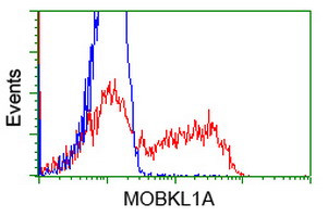 MOBKL1A Antibody in Flow Cytometry (Flow)