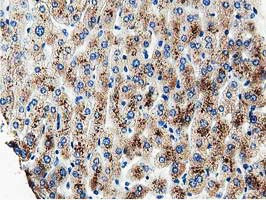 MOBKL1A Antibody in Immunohistochemistry (Paraffin) (IHC (P))