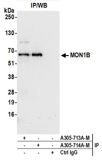 MON1B Antibody in Immunoprecipitation (IP)