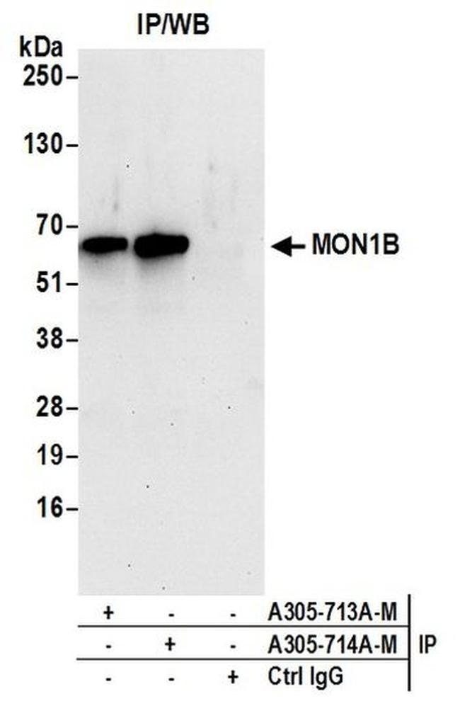 MON1B Antibody in Western Blot (WB)