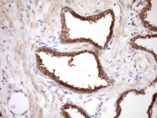 MORF4L1 Antibody in Immunohistochemistry (Paraffin) (IHC (P))