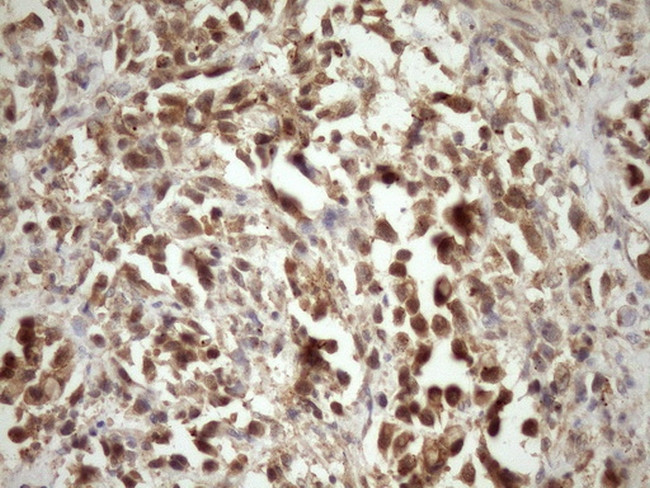 MORF4L1 Antibody in Immunohistochemistry (Paraffin) (IHC (P))