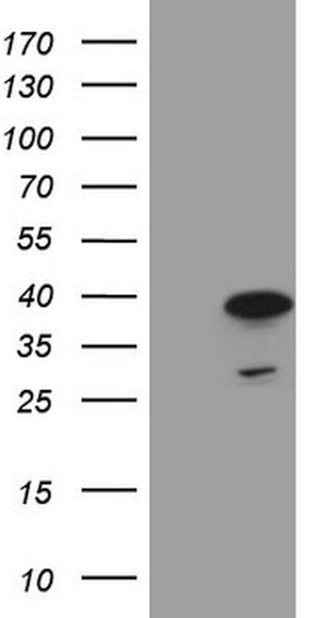 MORF4L1 Antibody in Western Blot (WB)