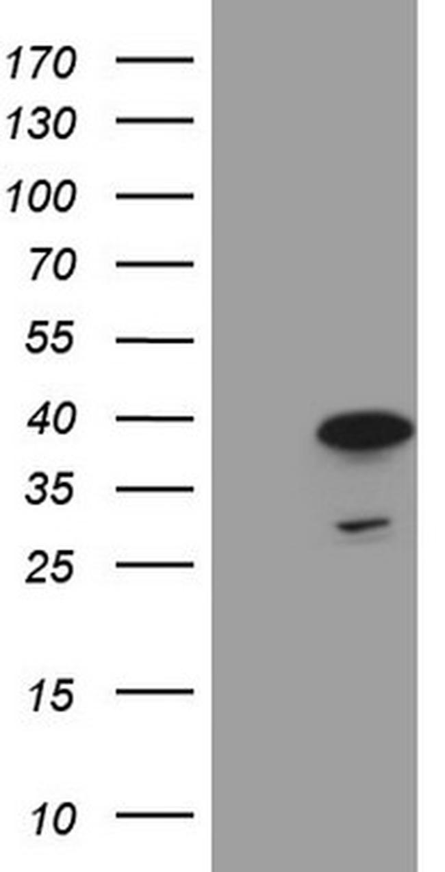 MORF4L1 Antibody in Western Blot (WB)