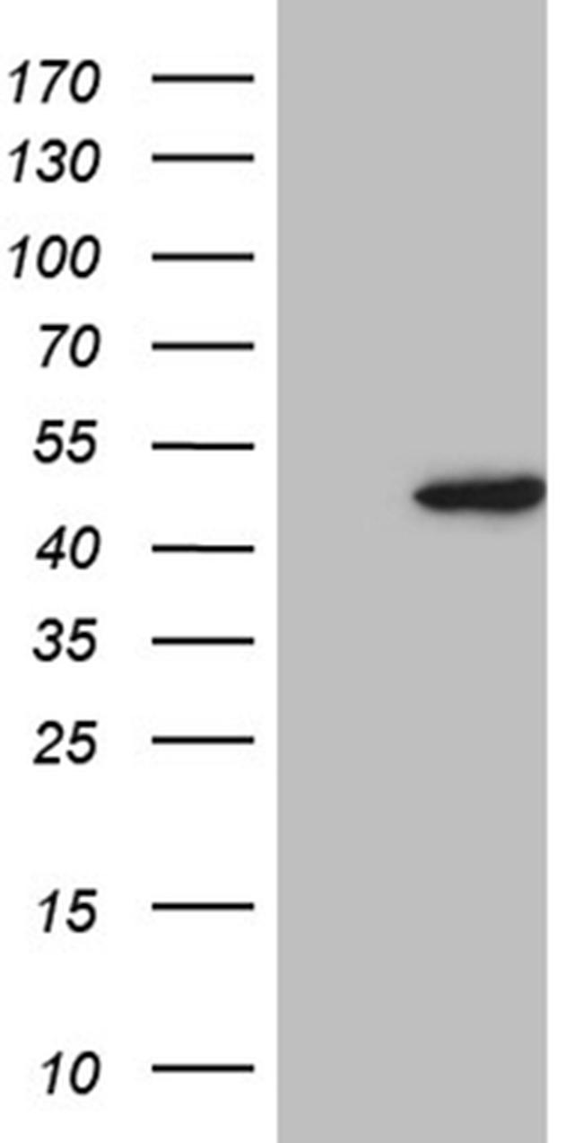 MORF4L1 Antibody in Western Blot (WB)