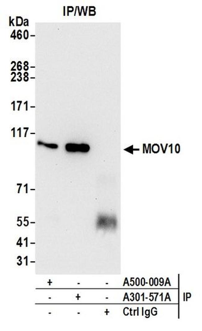 MOV10 Antibody in Western Blot (WB)