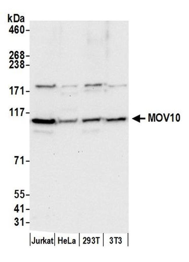 MOV10 Antibody in Western Blot (WB)